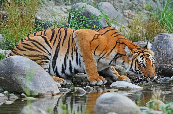 tiger sunderbans